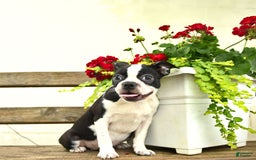 Boston Terrier dogs for sale: Raven - Image 1