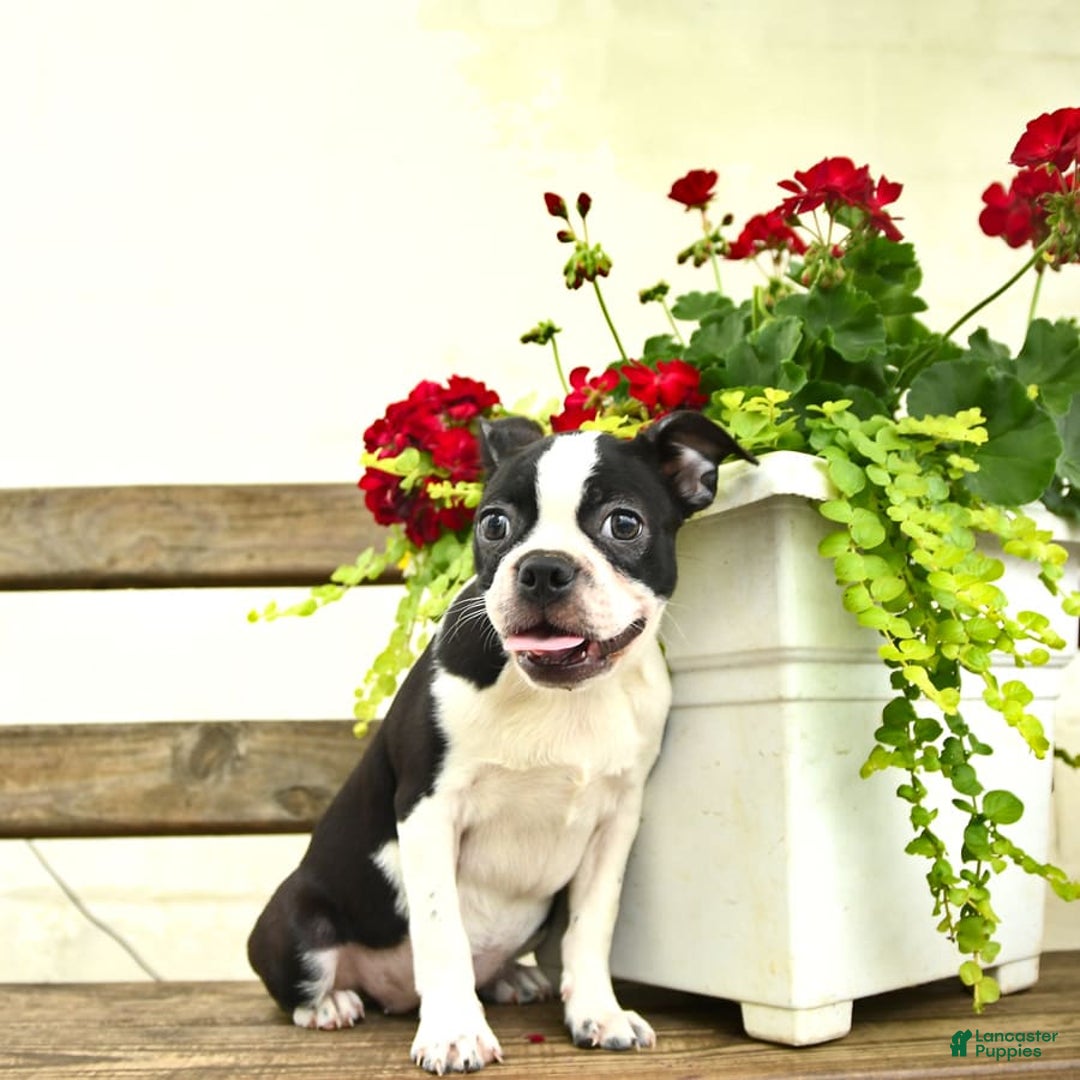 Boston Terrier dogs for sale: Raven - Image 1