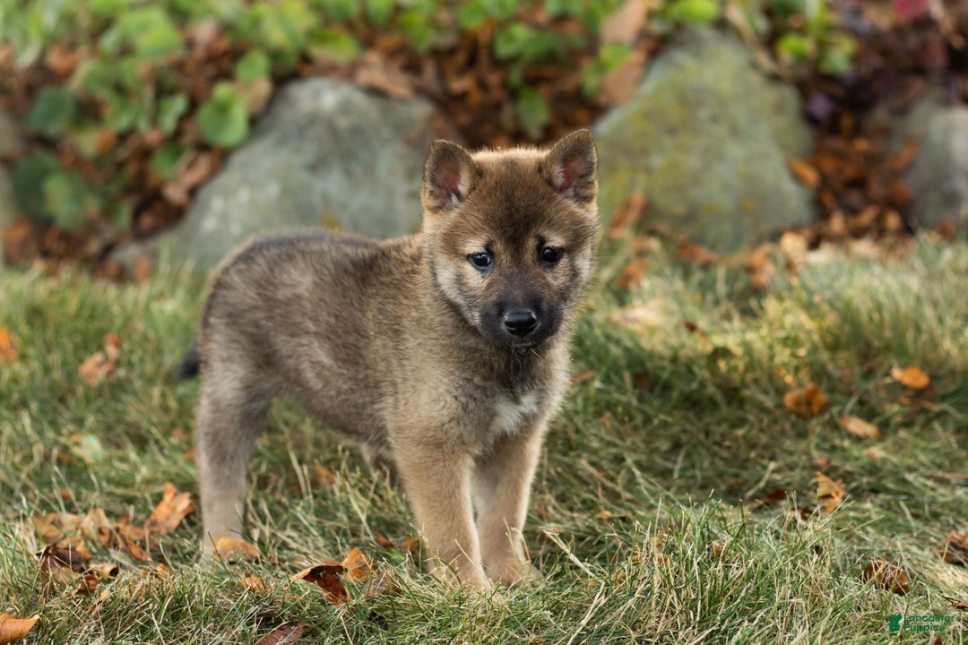 Shiba Inu dogs for sale: Jeffrey - Image 4