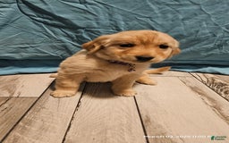 Golden Retriever dogs for sale: Golden Retriever - Image 8