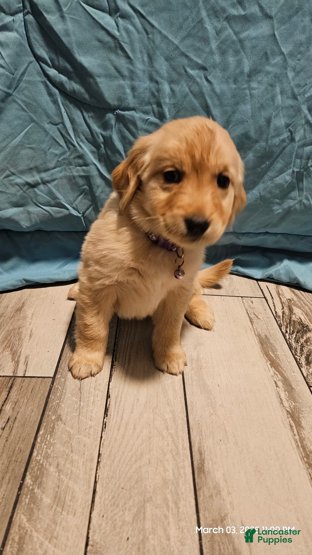 Golden Retriever dogs for sale: Golden Retriever - Image 8