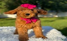 Goldendoodle dogs for sale: Milly - Image 4