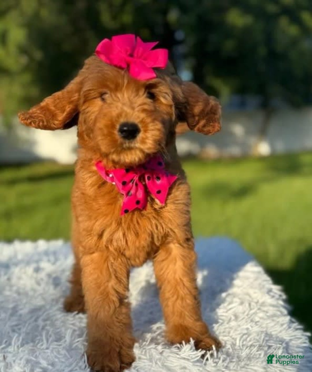 Goldendoodle dogs for sale: Milly - Image 4