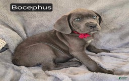 Cane Corso dogs for sale: Bocephus - Image 3