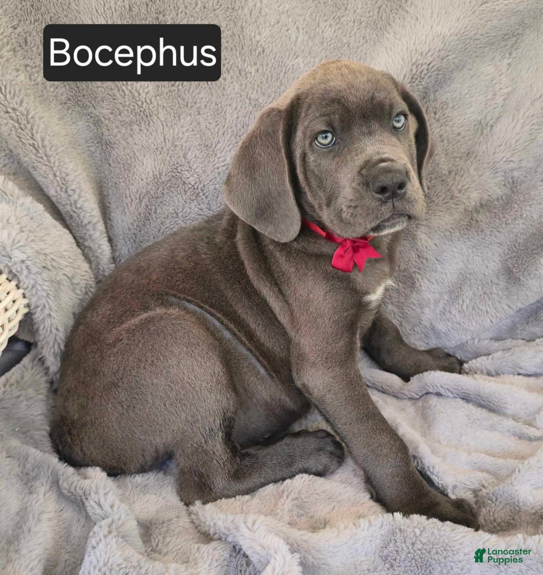 Cane Corso dogs for sale: Bocephus - Image 3
