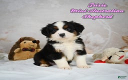 Miniature Australian Shepherd dogs for sale: Trixie - Image 1