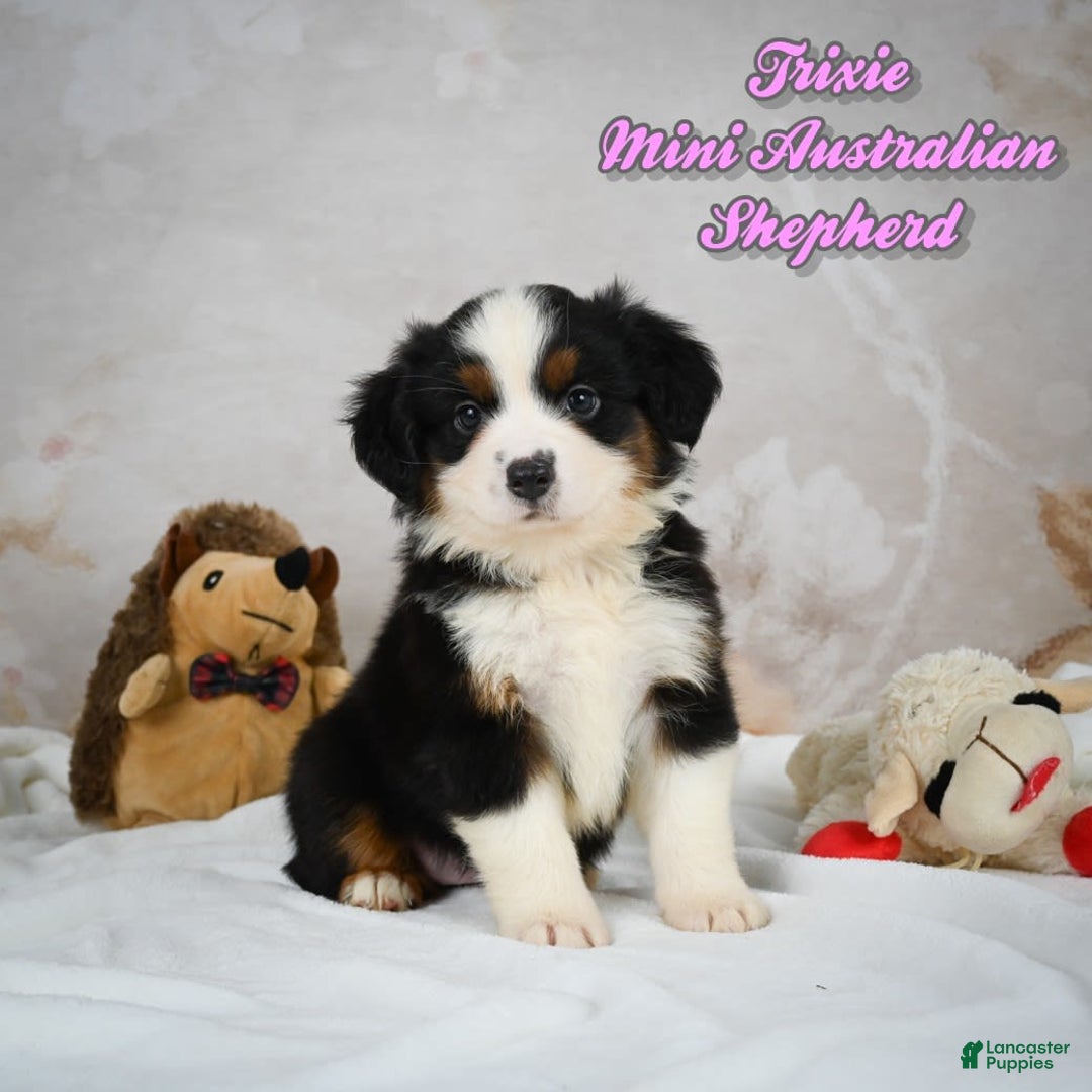 Miniature Australian Shepherd dogs for sale: Trixie - Image 1