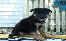 German Shepherd dogs for sale: Meg - Image 6