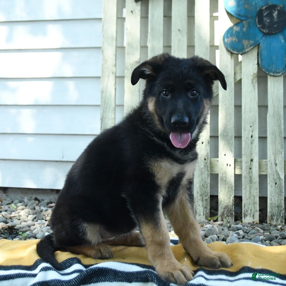 German Shepherd dogs for sale: Meg - Image 6