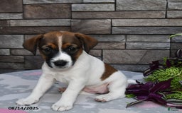 Jack Russell Terrier dogs for sale: Sugar - Image 2