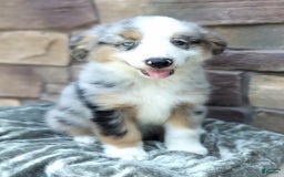 Miniature Australian Shepherd dogs for sale: Hendrik - Image 5