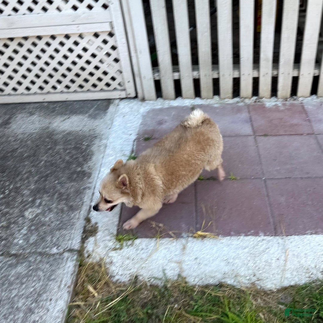 Pomeranian dogs for sale: Giovanna - Image 23