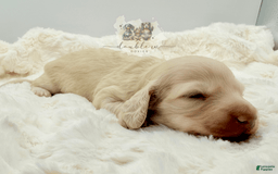 Miniature Dachshund dogs for sale: Miniature Dachshund 3 puppies - Image 4