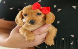 Miniature Dachshund dogs for sale: Nick - Image 13