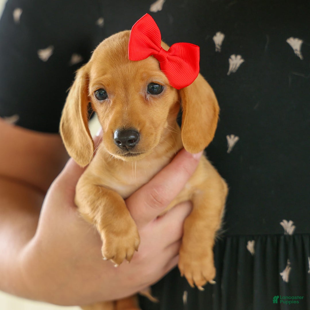 Miniature Dachshund dogs for sale: Nick - Image 13