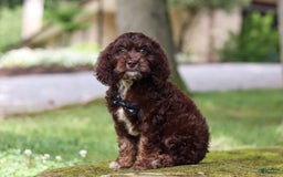Cockapoo dogs for sale: Kane - Image 4