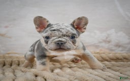 French Bulldog dogs for sale: Raven - Image 9