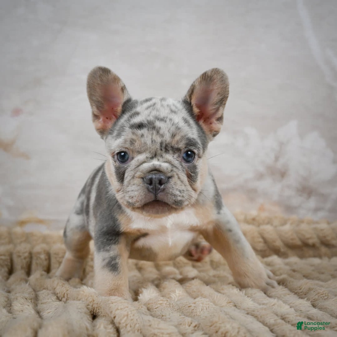 French Bulldog dogs for sale: Raven - Image 9