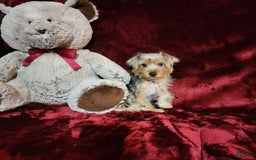 Yorkshire Terrier dogs for sale: LUCA - Image 9