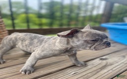 French Bulldog dogs for sale: Dallas - Image 6