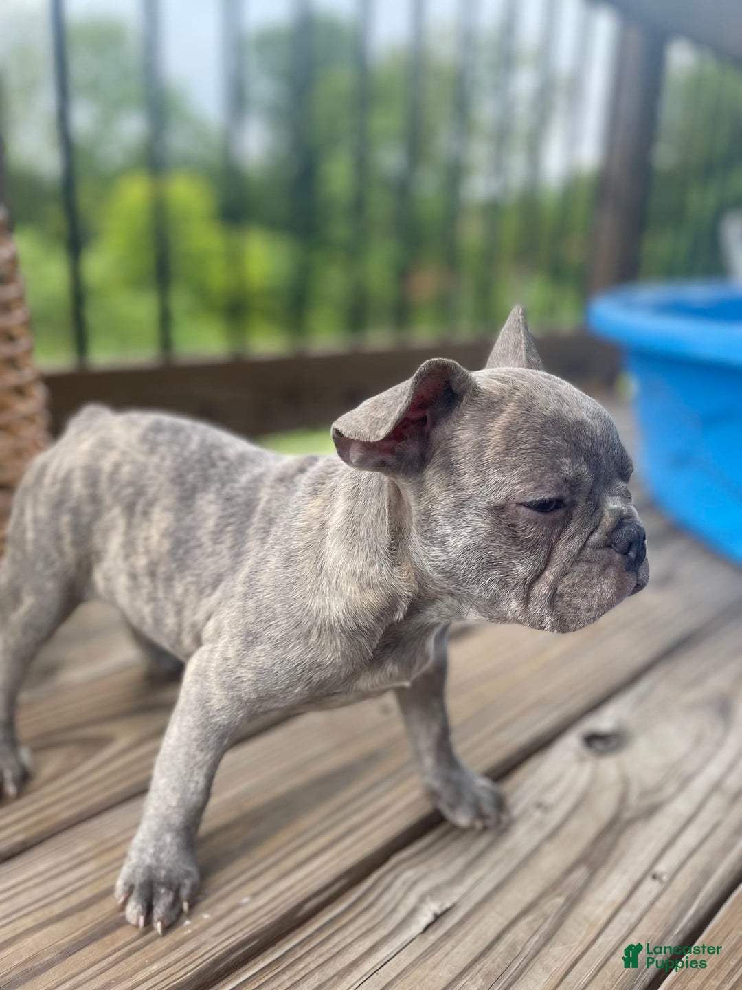 French Bulldog dogs for sale: Dallas - Image 6