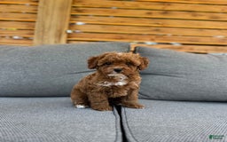 Toy Poodle dogs for sale: Teacup Poodle Male - Image 3