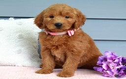 Goldendoodle dogs for sale: Cassie - Image 4