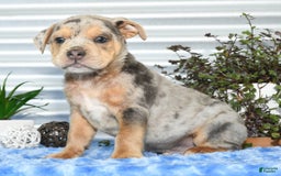 Beabull dogs for sale: Keith - Image 5