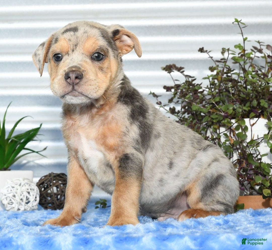 Beabull dogs for sale: Keith - Image 5