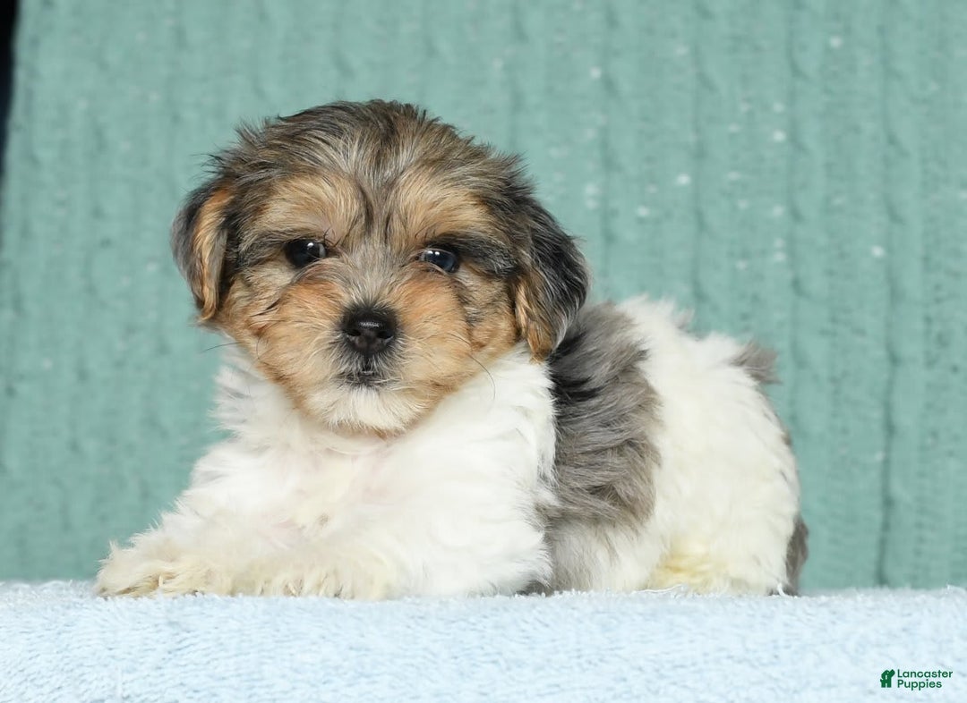 Yorkiepoo dogs for sale: Baxter - Image 2
