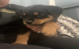 Bernese Mountain Dog dogs for sale: Champ - Image 3