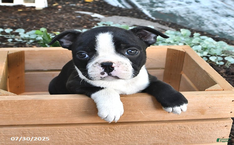 Boston Terrier dogs for sale - Ad 5