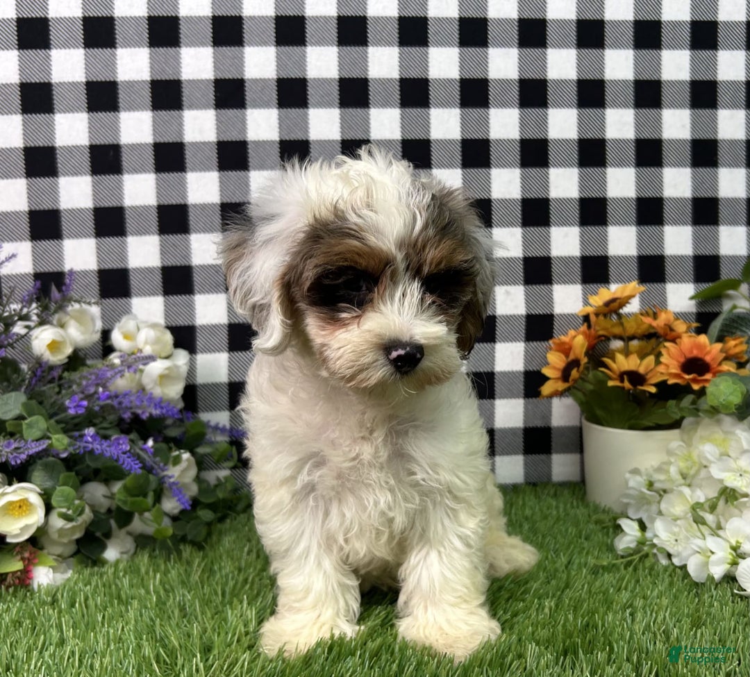 Maltipoo dogs for sale: Ruger - Image 3