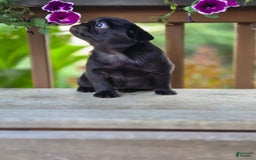 Pug dogs for sale: Lollipop - Image 5