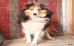 Shetland Sheepdog dogs for sale: Clover - Image 4
