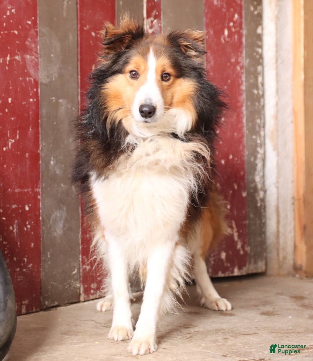 Shetland Sheepdog dogs for sale: Clover - Image 4