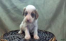 Cavapoo dogs for sale: Woody - Image 2