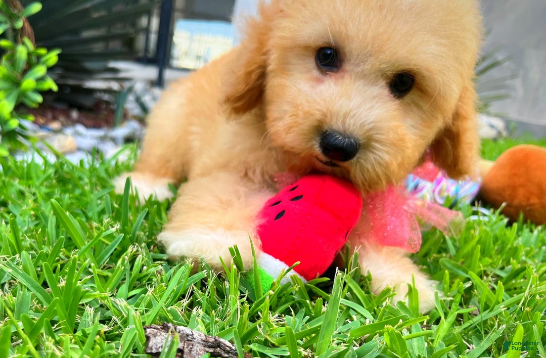 Maltipoo dogs for sale: Belle - Image 4