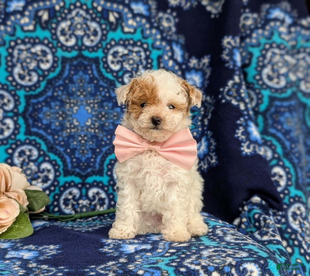 Toy Poodle dogs for sale: Francesca Teacup 4 Lbs Full Grown - Image 8