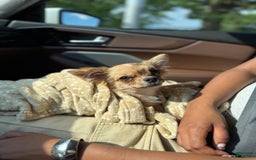 Chihuahua dogs for sale: Octavia - Image 3
