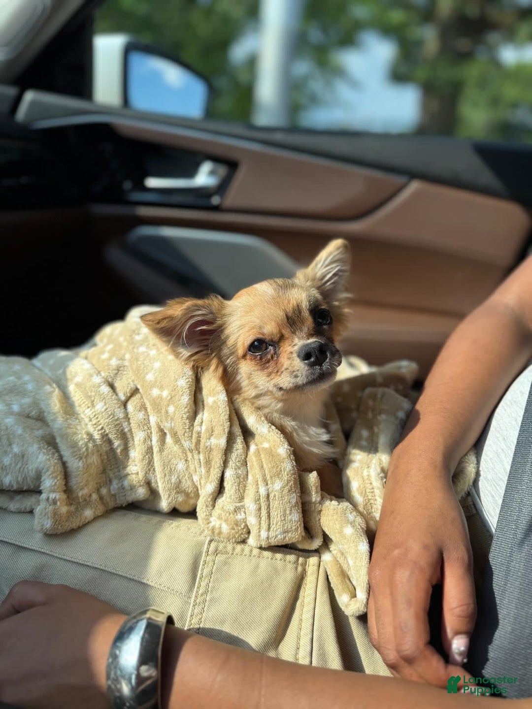 Chihuahua dogs for sale: Octavia - Image 3