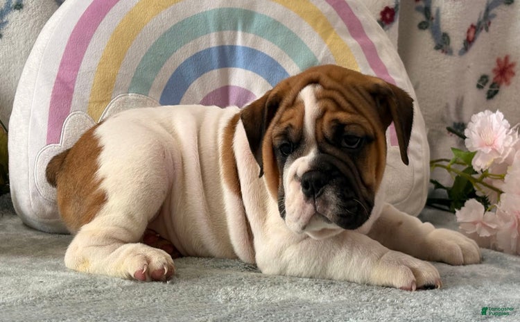 English Bulldog dogs for sale - Ad 1