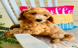 Mini Goldendoodle dogs for sale: Donut - Image 8