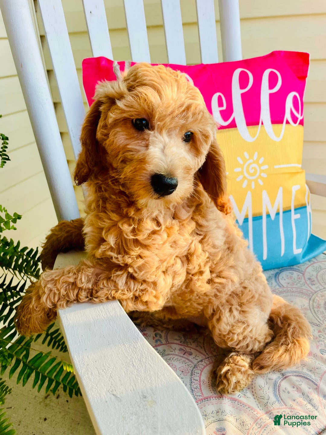 Mini Goldendoodle dogs for sale: Donut - Image 8