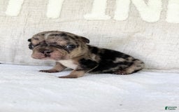 French Bulldog dogs for sale: Chance - Image 16