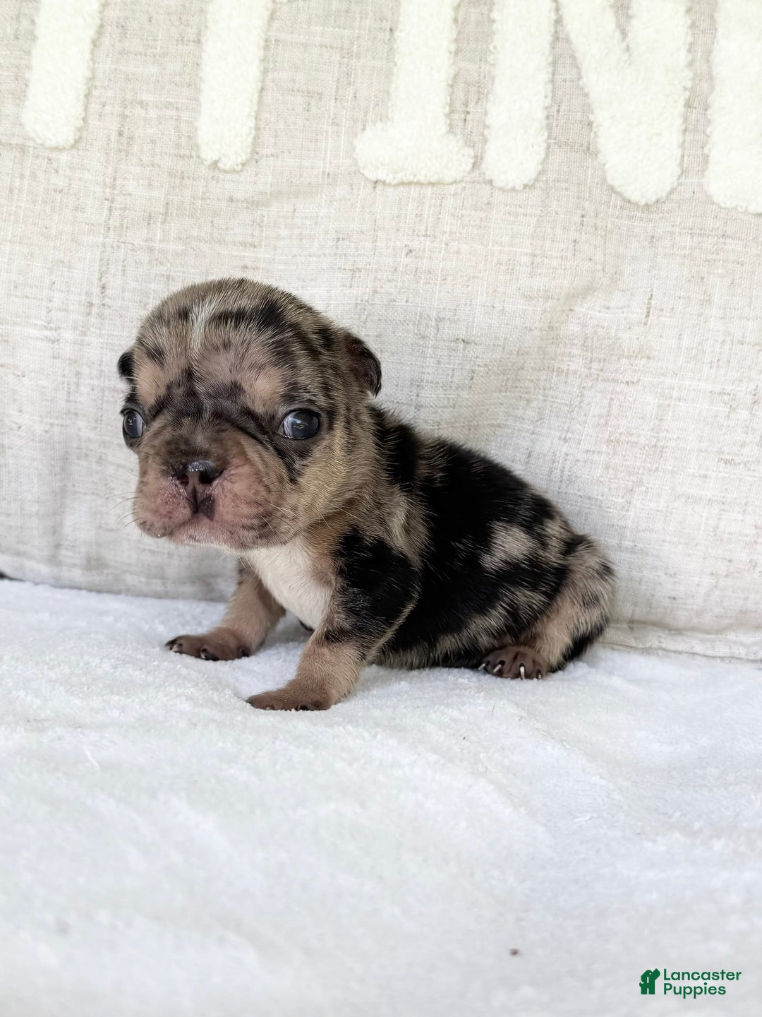 French Bulldog dogs for sale: Chance - Image 16