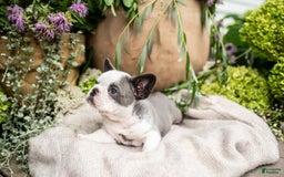 French Bulldog dogs for sale: Honey - Image 4