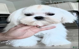 Maltipoo dogs for sale: Penny - Image 8