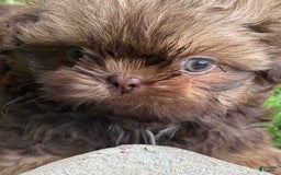 Shih Tzu dogs for sale: Karlton - Image 5