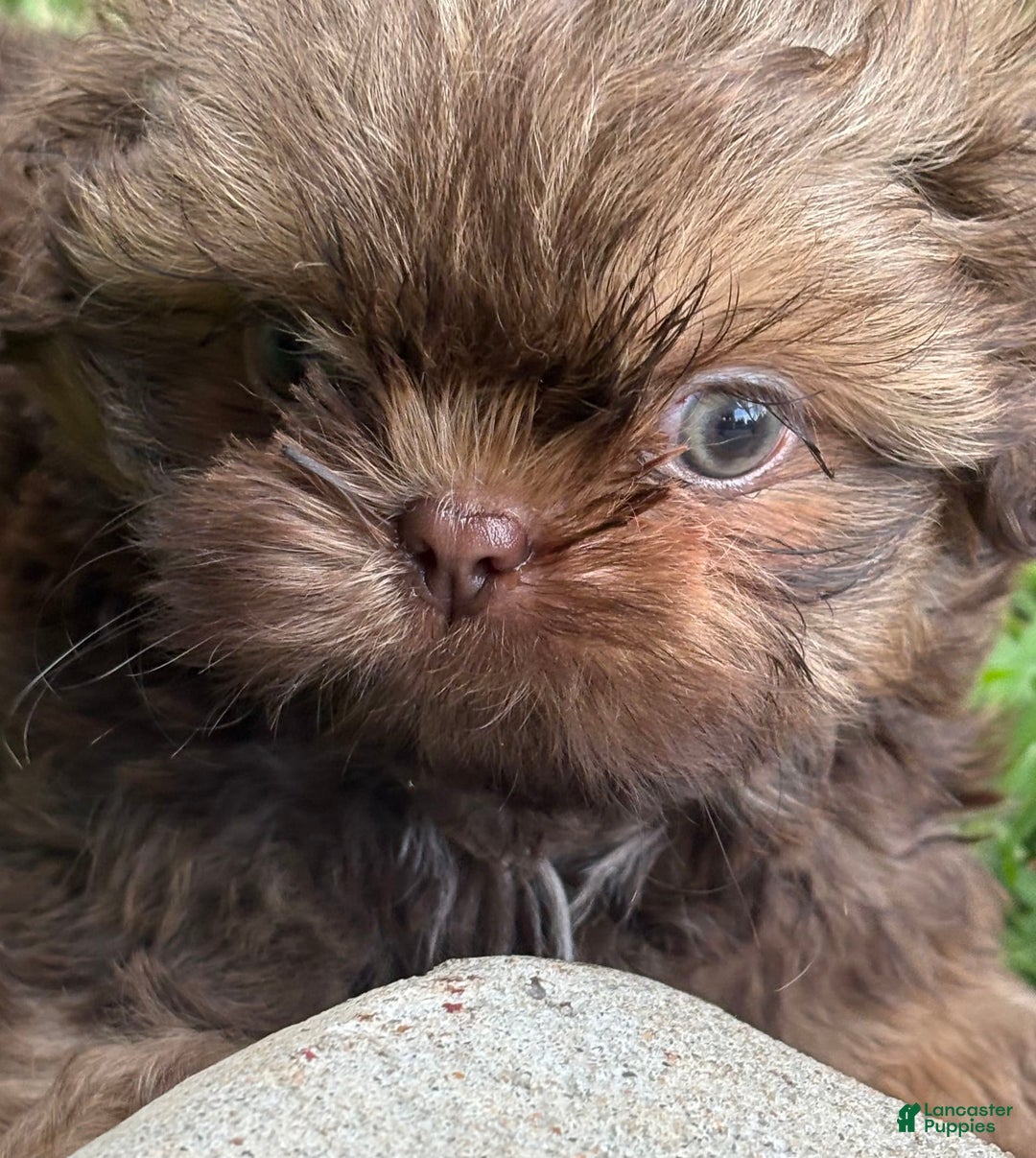 Shih Tzu dogs for sale: Karlton - Image 5